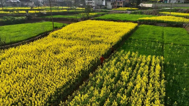 1774851516991571.jpg 图片3.jpg