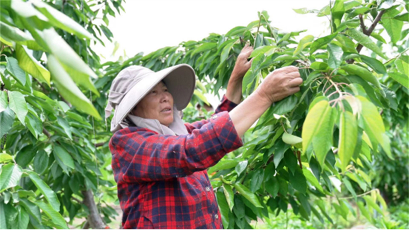 江苏睢宁：黄河故道车厘子红94.jpg