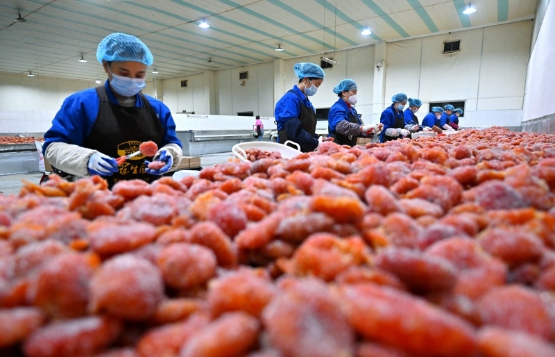 在位于仁寿县的仁寿江陵食品有限公司生产车间内，工人正忙着对收获的柑橘进行加工，赶制出口订单.jpg