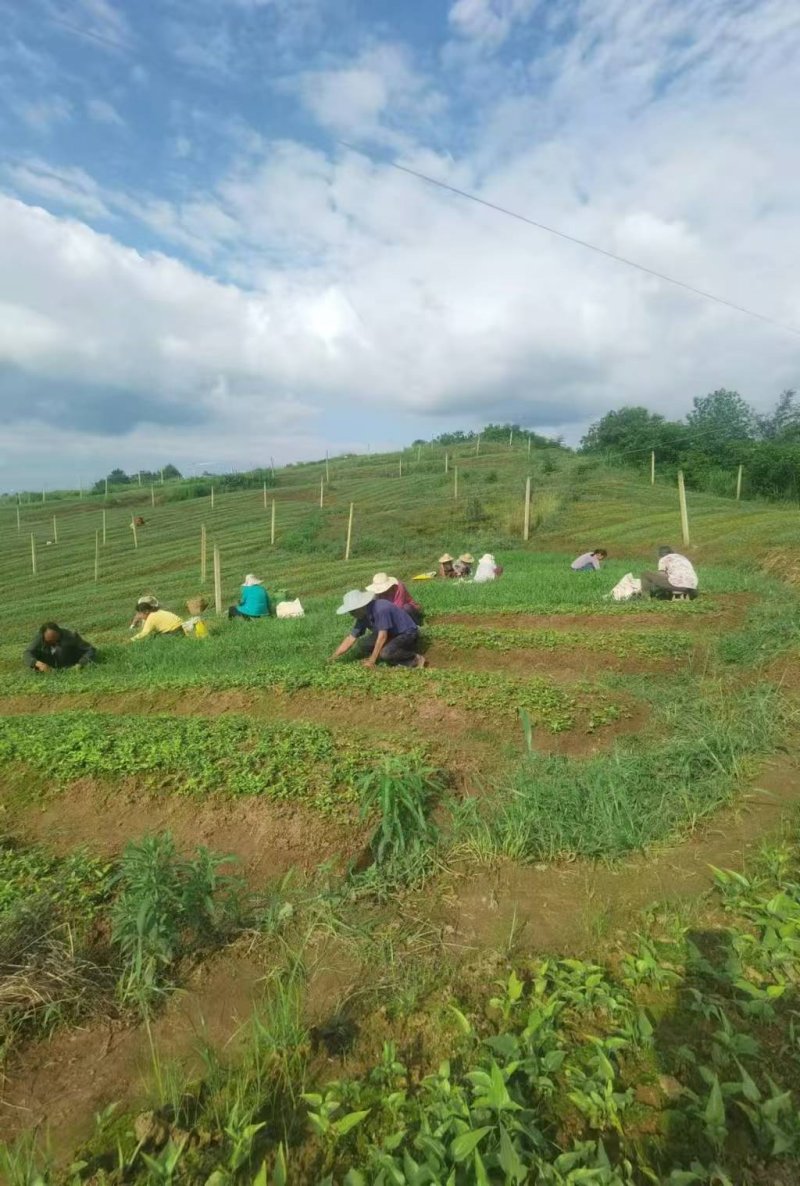 活动现场（陈兰） (2).jpg