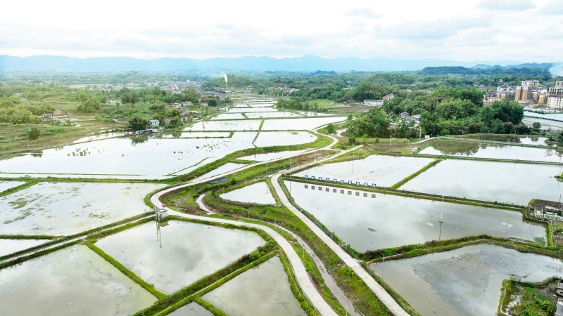 石桥铺稻虾综合种养育苗基地（姚闯摄）.jpg