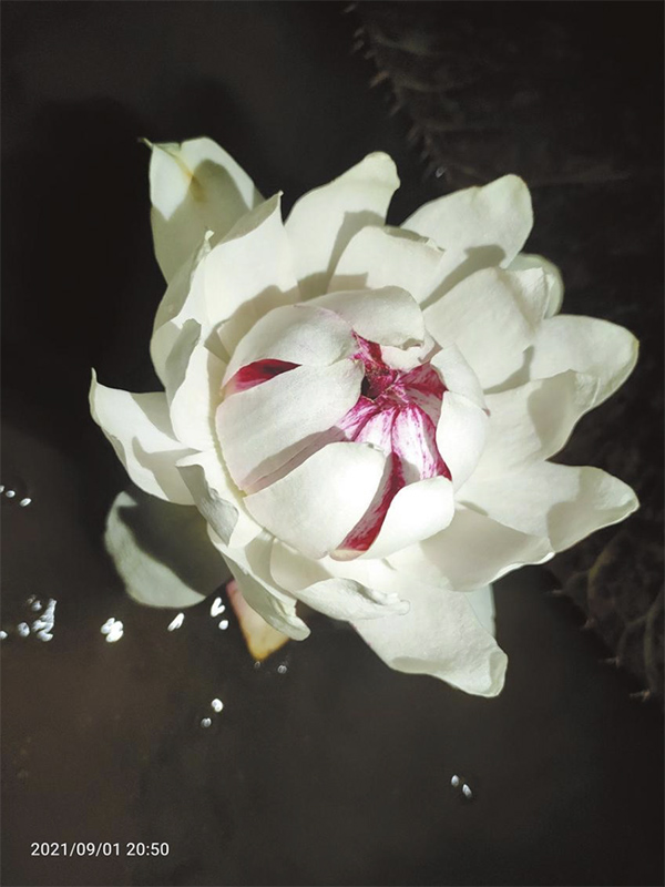 bn02.jpg