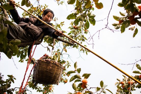 C:\Users\hanni.jp\Desktop\文娱双十一传播项目\火晶柿子\火晶柿子照片\柿农爬到树上，用特制的竹竿采摘火晶柿子。.jpg