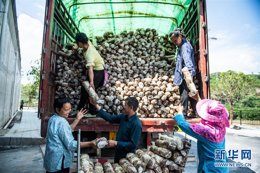 （脱贫攻坚）（3）小小菌菇托起贫困群众就业梦