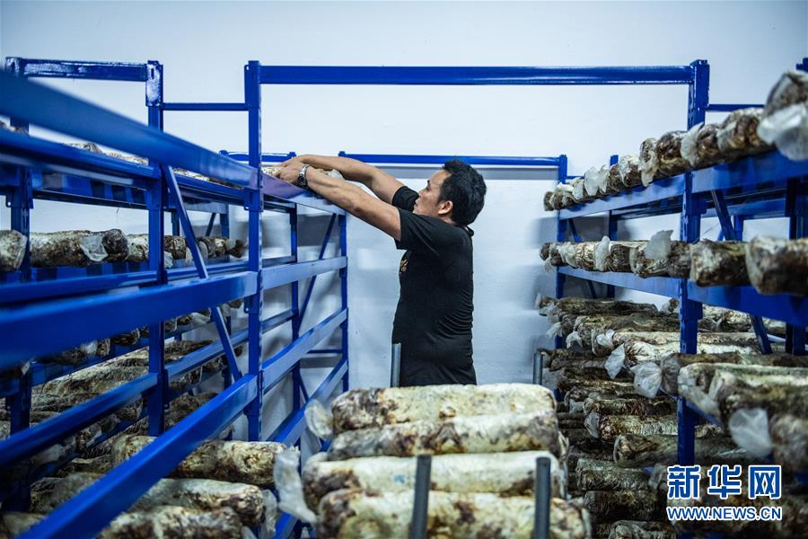 （脱贫攻坚）（6）小小菌菇托起贫困群众就业梦