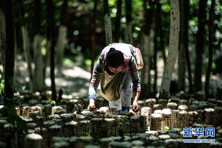（脱贫攻坚）（7）小小菌菇托起贫困群众就业梦