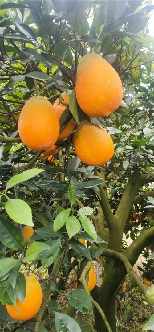 1635833678653502.jpg 微信图片_20211102141013.jpg